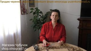 Секатор для  прививок винограда Zenport  ZJ60. Удобно и надежно (Пузенко Н.Л.)