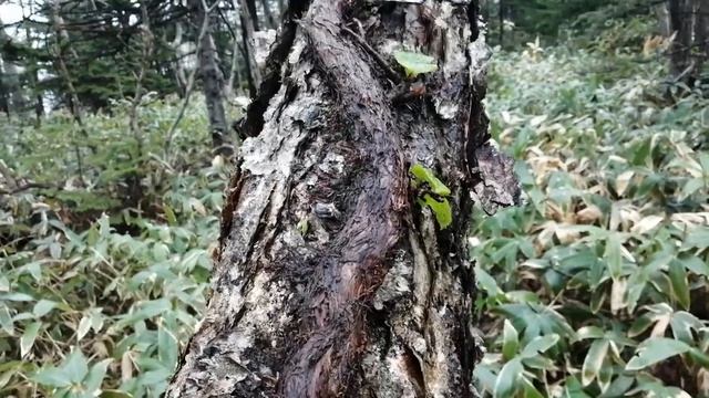 Гортензия черешчатая (Hydrangea petiolaris) смотреть онлайн