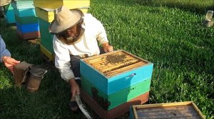 Замена маток в августе  Часть 1