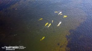 Дайвинг на Белом море - Соловки и Летний берег - Вайт Вейл ( Белое море )