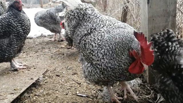 Мехеленская кукушка кукушечного окраса смотреть онлайн