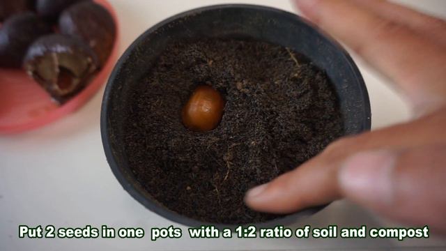 How to Grow Exotic Snakefruit From Seeds in Containers - Beginner's Guide! смотреть онлайн