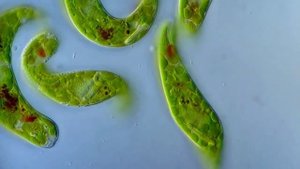 Эвглена зеленая движется под микроскопом. Euglena viridis moving under the microscope