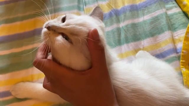 Нежная, милая, белоснежная девочка с голубыми глазками. Британский котёнок. смотреть онлайн