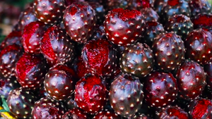 ПИТАЙЯ - Как Выращивают и Собирают плоды кактуса / сбор драконьего фрукта