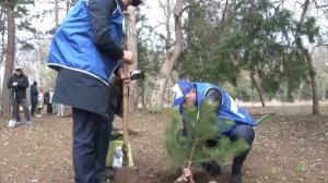 ''ПОСАДИ СВОЁ ДЕРЕВО ЖИЗНИ'': МАССОВАЯ АКЦИЯ В САКСКОМ КУРОРТНОМ ПАРКЕ (24.11.2023г.)