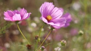 3 часа беззаботного пения птиц на цветочном лугу