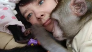 Грумминг обезьянок (Фёдор и Ульяна)