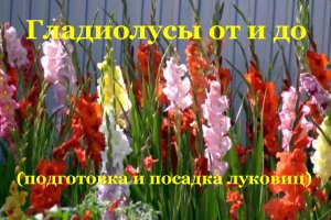 Гладиолусы от и до