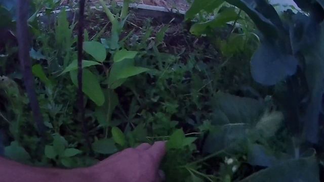Колоновидная черешня сорт Хелена. Выращивание канадской черешни без укрытия в Челябинске