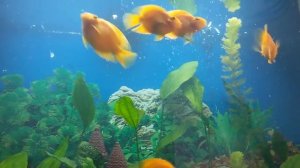 Аквариум 240 л (кормление попугаев огурцом)