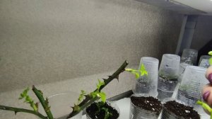 Укоренение роз почкой ???? На что обратить внимание ‼️