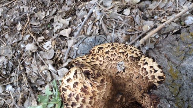 Pheasant Back Mushroom Identification смотреть онлайн