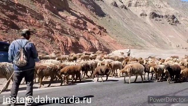 Рыжие овцы Гузнской породы джойдори и аборигенные САО Таджикистана из горной Матчи Назима смотреть онлайн