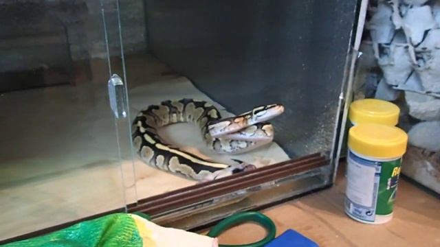 Питон укусил смотреть онлайн