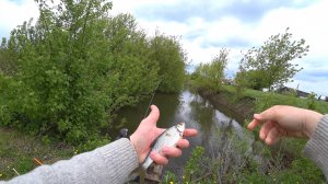 Поплавочная ловля белой рыбы в каналах Орловской области. День 1