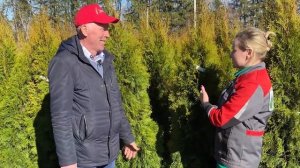 Достоинства туи смарагд. Условия содержания туи смарагд