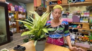 Диффенбахия Везувий - опасна и прекрасна| Восхитительное комнатное растение, но не для детских садо