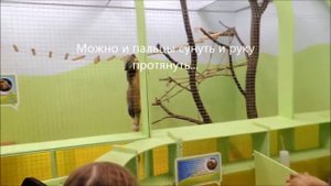 Контактный зоопарк в д. Падиково, КСК "Дивный", Истринский район