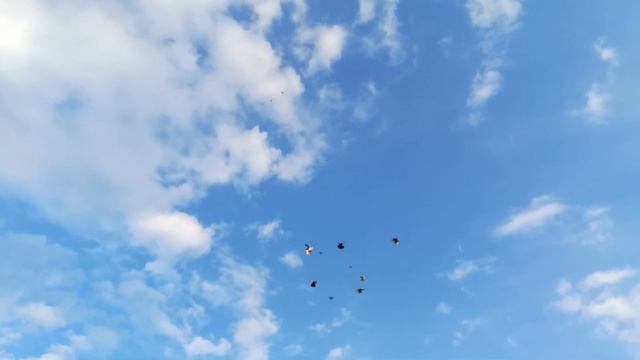 Голубедром Красная Горка. Николаевские высоколетные торцовые голуби