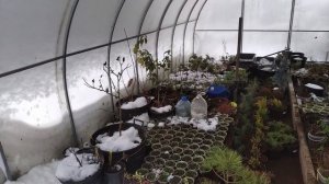 Зима. "Поливаем" теплицу.