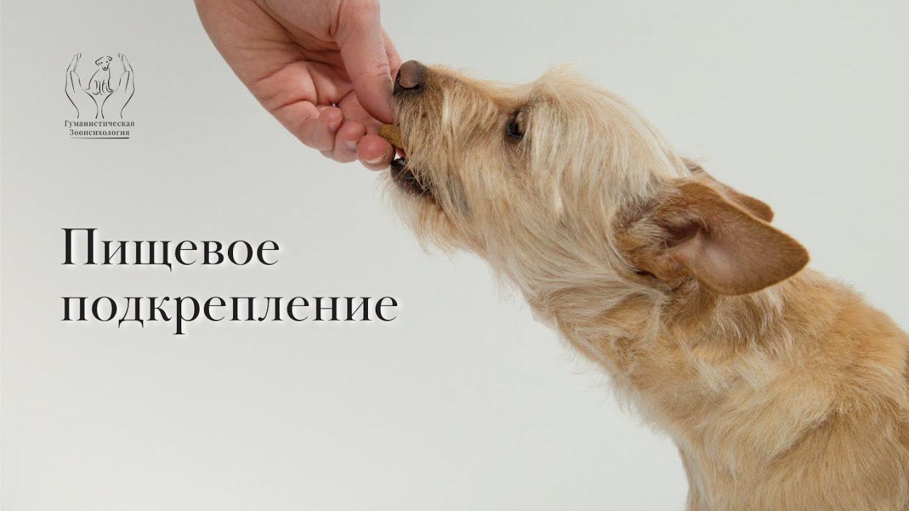 Пищевое подкрепление собаки