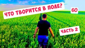 НА ПОЛЯХ ОБЫЧНОГО ФЕРМЕРА. ЧАСТЬ 2