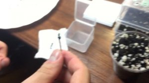 Как правильно выращивать ПИТАХАЙЮ (ЖЁЛТУЮ) редкий сорт!!!!!!