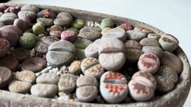 Литопсы/ Lithops. Как я поливаю литопсы ЗИМОЙ. 19.01.2024. смотреть онлайн