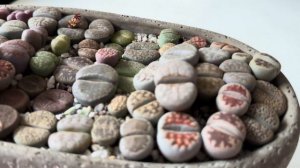 Литопсы/ Lithops. Как я поливаю литопсы ЗИМОЙ. 19.01.2024.