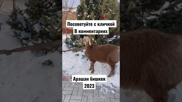 #арашанская_порода #арашанские_овцы #арашан #arashan #арашан_кочкорлор #арашан_кой