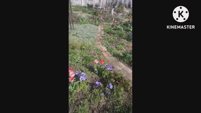 Крымские Тюльпаны на Вербное Воскресенье. ( Переделал Парад ????)