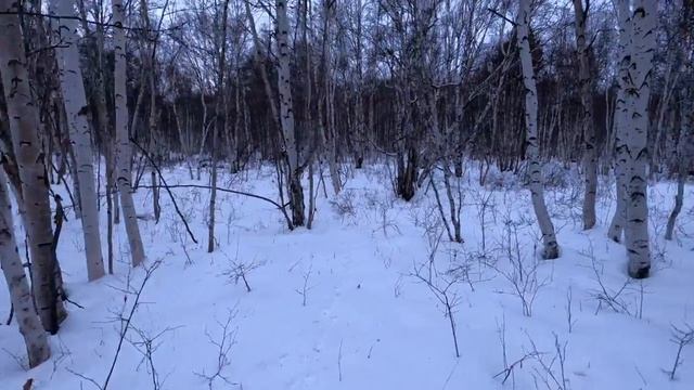 Камчатка. Лучшая охота на зайца.