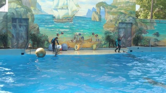 Сумасшедшая картина,нарисованная дельфином. смотреть онлайн