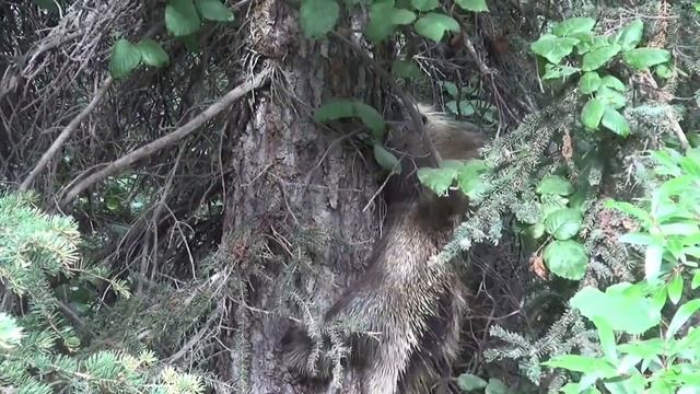Дикобразы в дикой природе - Porcupines In The Wild - 2019