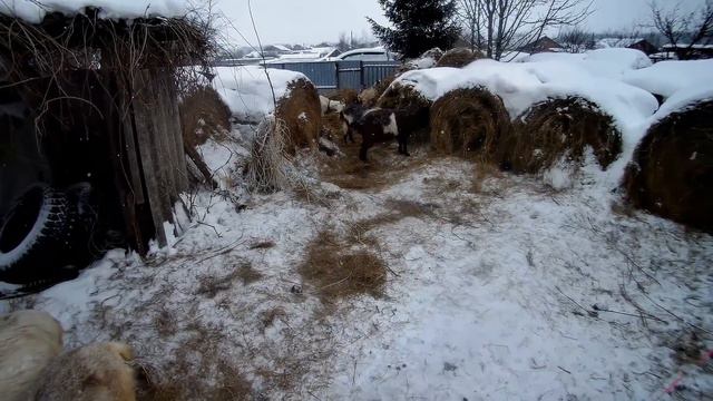 Ответы на вопросы, обзор хозяйства на февраль. Зачем нам лошади и свора собак смотреть онлайн