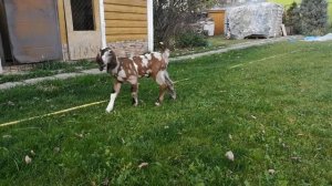 Англо нубийский козлик из хозяйства  Базаркина Евгения