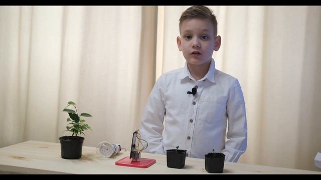 Что такое фототропизм растений