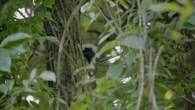 Берлин Б. Обезьянки на дереве смотреть онлайн