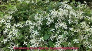 Clematis vine Ranjai Morvel Beautiful Highly Fragrant White flowers  रानजाई, मोरवेल Easy to grow