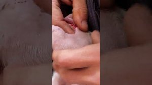 удаление клыков у поросят