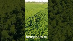 Инновационное строительство  Энергоэффективные дома для вас от hempdom.ru