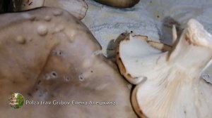 Говорушка дымчатая особенности гриба и польза. Smoky talker edible and medicinal mushroom