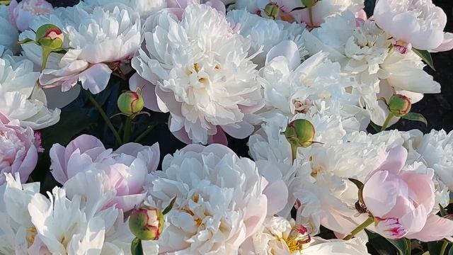 Пион Свадебный Букет Невесты. Или сорт Леди Александра Дафф в праздничном цветении. Июнь 2021 год смотреть онлайн