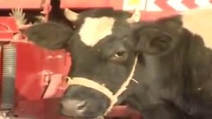 Узбекские приколы