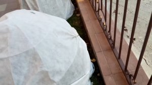 Самшит подготавливаем к зиме. Установленный каркас укрываем , обтягиваем, материалом.(часть2).