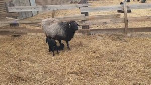 Окот овец продолжается ? Апрель 2022