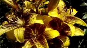 цветы на даче