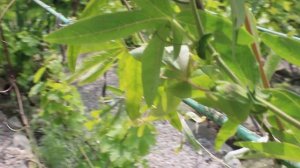 Маракуйя  Пассифлора или Кавалерийская звезда 2020