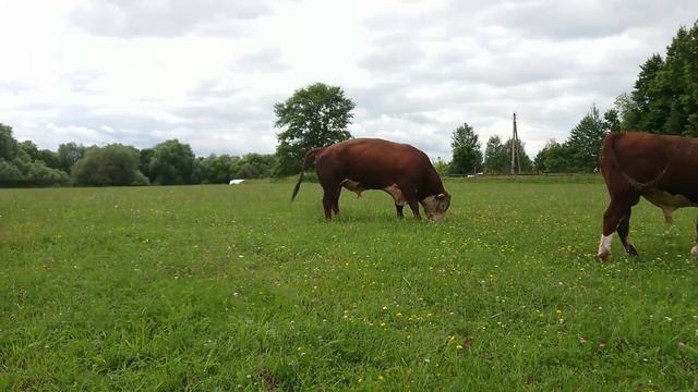 ГЕРЕФОРДСКИЕ БЫЧКИ на Пастбище. #дикфарм #dikfarm